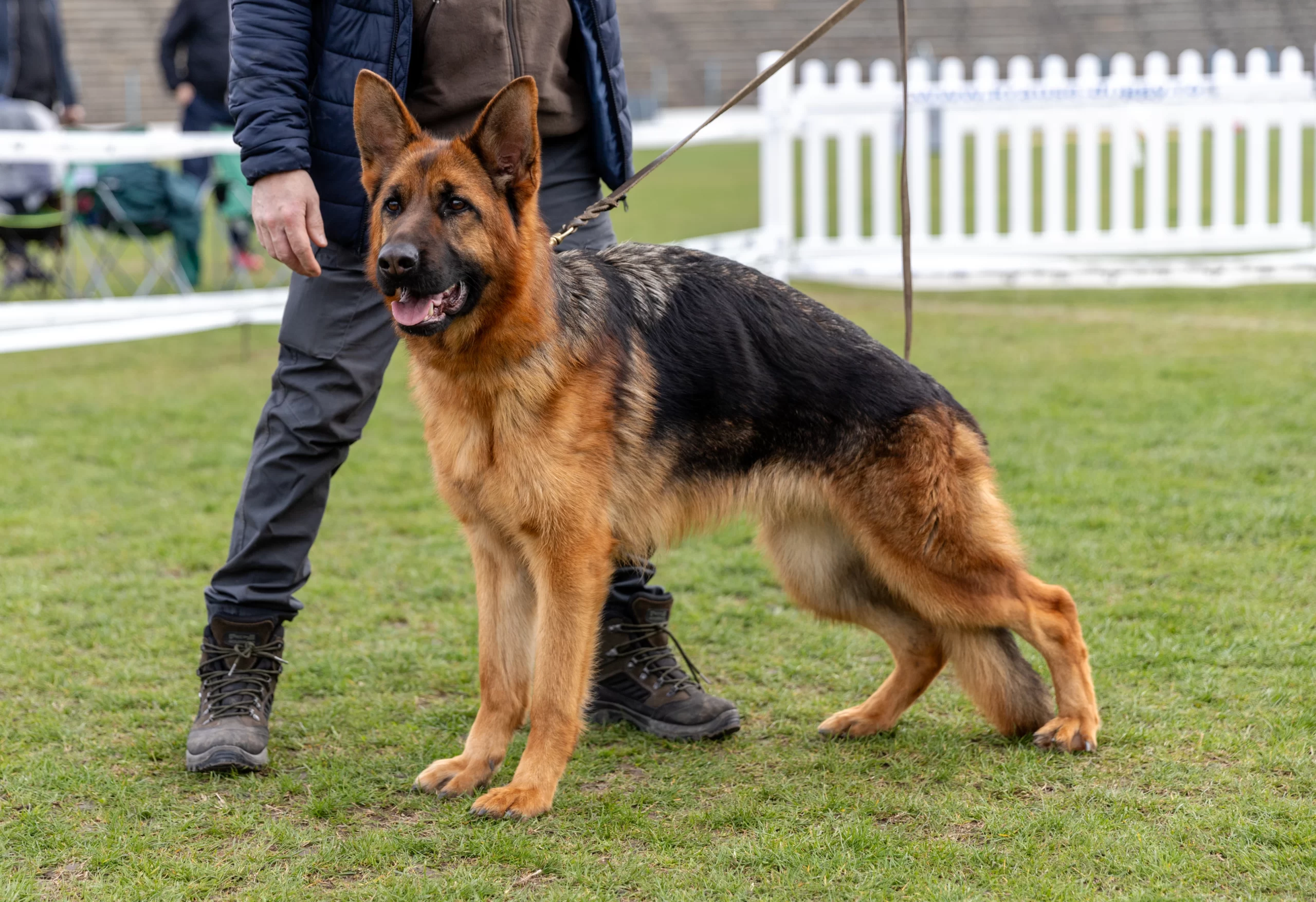 Femelă Ciobănesc German pe iarbă, în poziție la concurs, Megan v. Hingabe