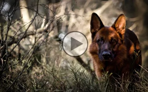 femela ciobanesc german din canisa noastra in padure