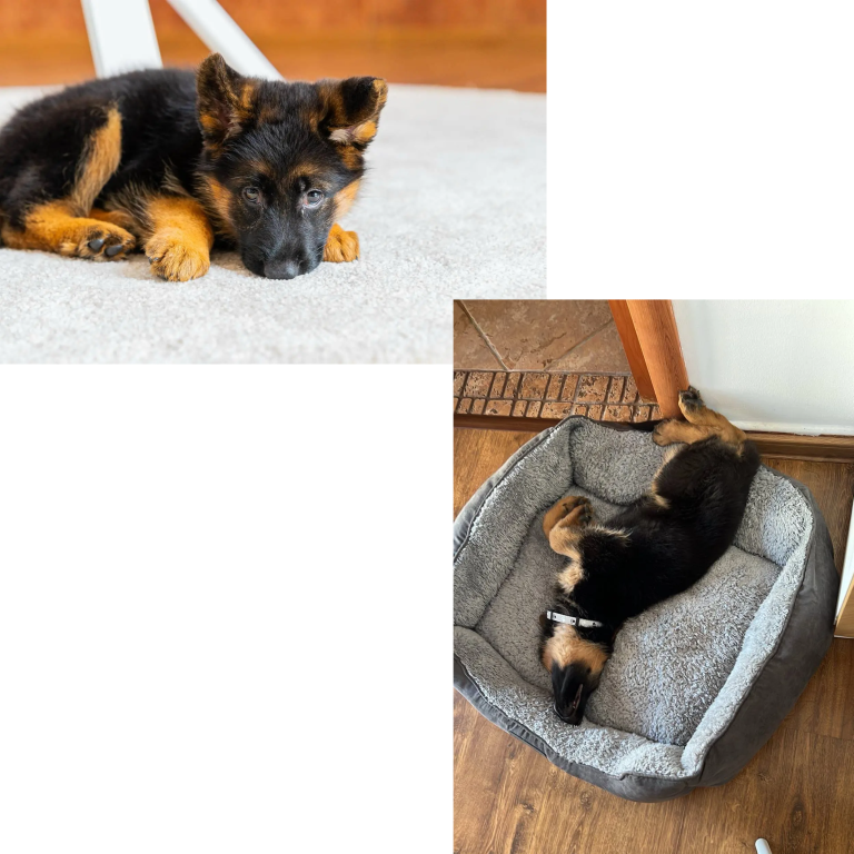 german shepherds puppies