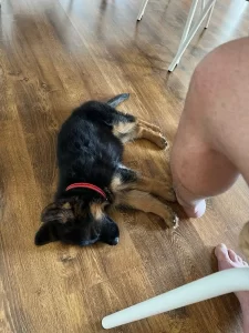 German Shepherd puppy sleeping on the hardwood floor.
