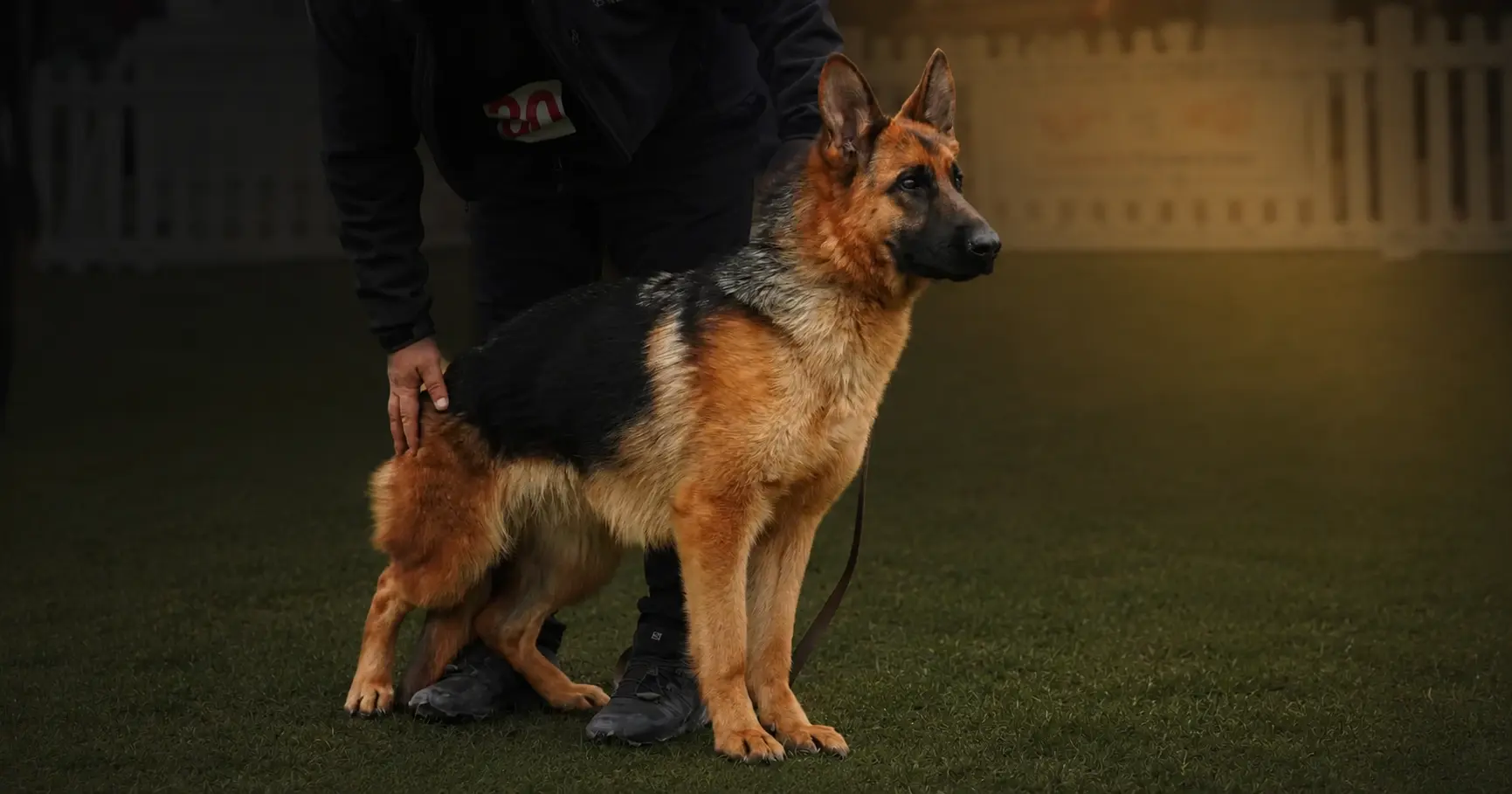 Kelliy von Hingabe portret — femelă ciobanesc german