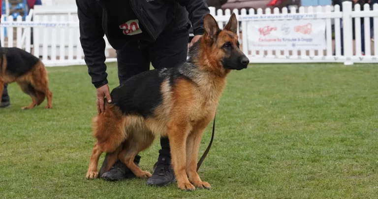 Kelliy, ciobănesc german de excepție, în poziție elegantă pe iarbă – frumusețe, echilibru și genetică de top într-un singur exemplar!