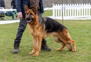Femelă Ciobănesc German pe iarbă, în poziție la concurs, Megan v. Hingabe