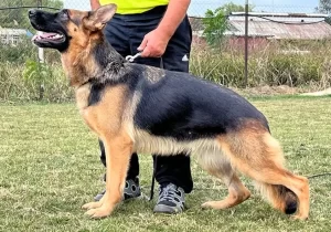 Female German Shepherd in position on the training field.
