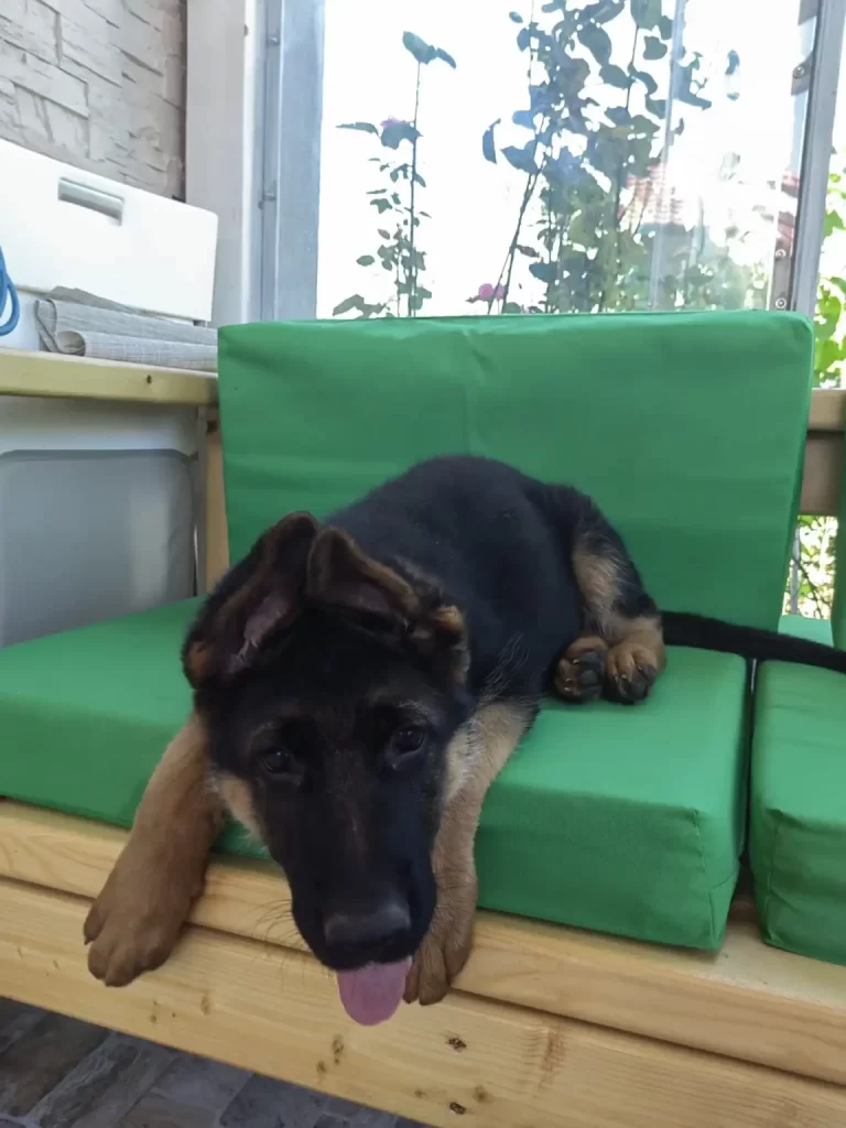 German Shepherd puppy lying on green sofa