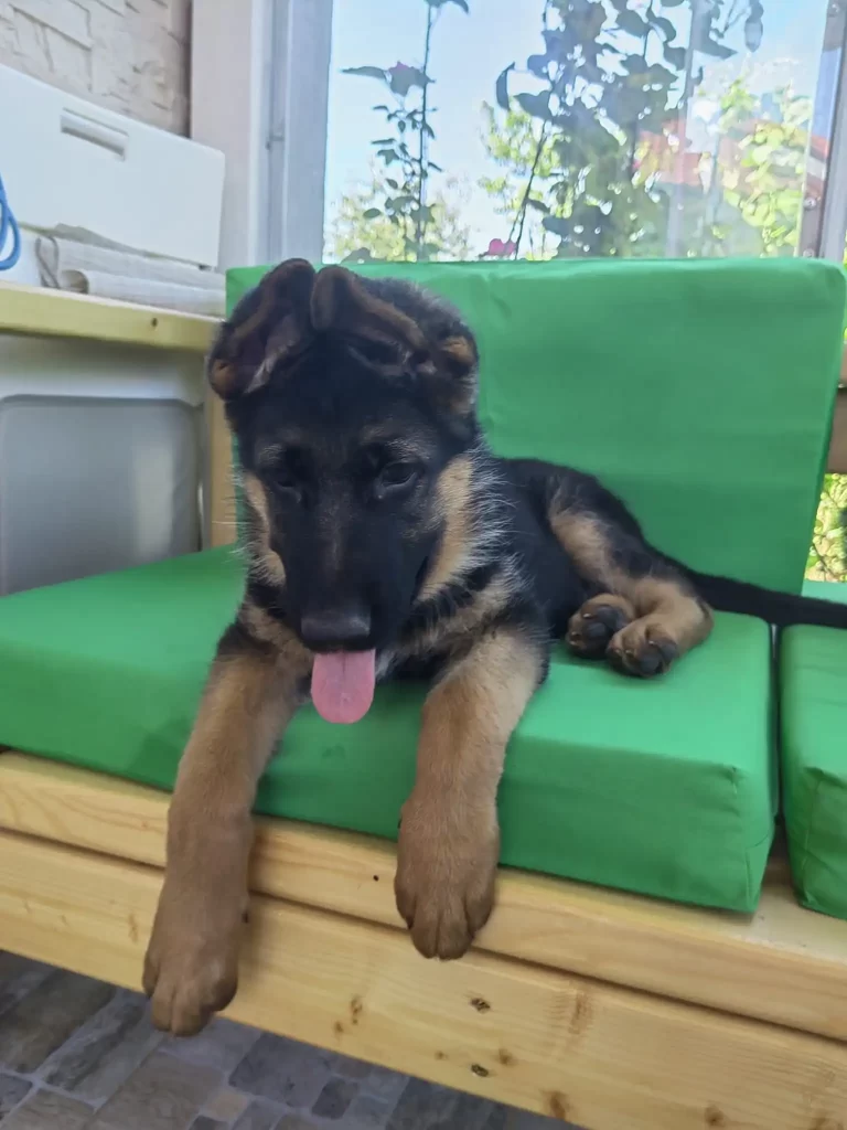 Cute German Shepherd puppy lying down on stylish green couch