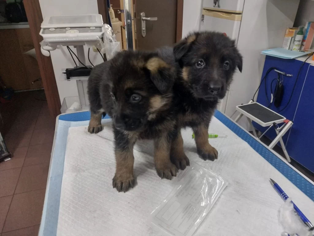 German Shepherd sisters at the veterinary clinic.