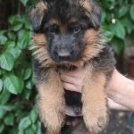 Pui ciobanesc german dragut.