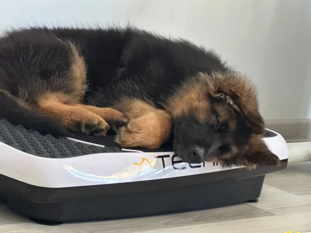 Long-haired German Shepherd puppy sleeping on mattress
