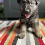 German Shepherd puppy with tongue out on the carpet.