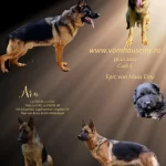 wallpaper monta Athos von haus Emy si ARA