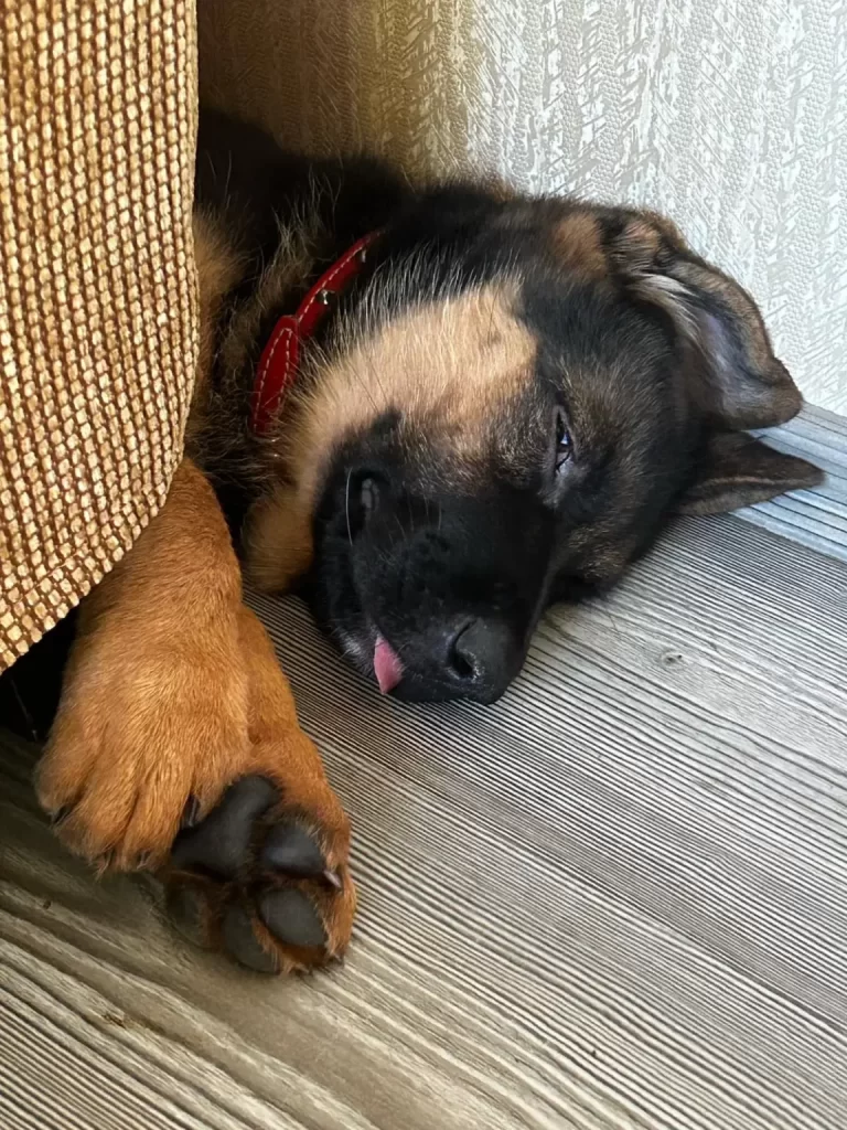 Afra, female German Shepherd sleeping under the armchair.
