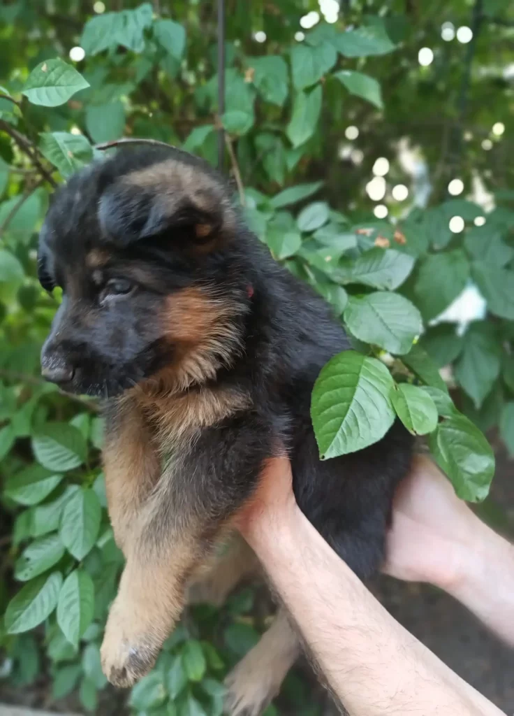 2-month-old male German Shepherd.