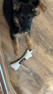 German Shepherd puppy with a tug toy.