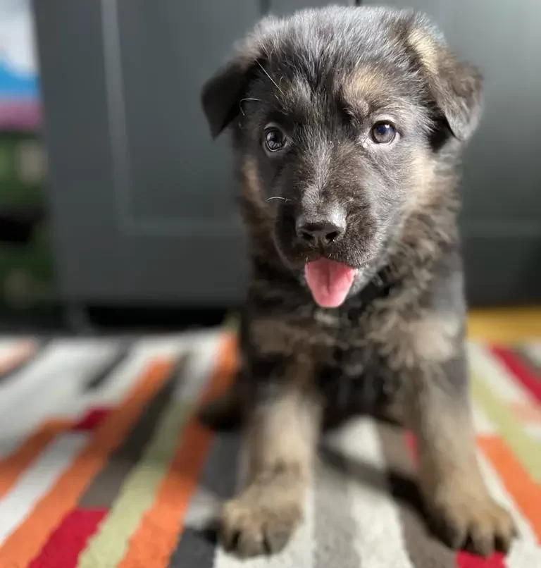 pui ciobanesc german din canisa noastra cu limba scoasa pe covor