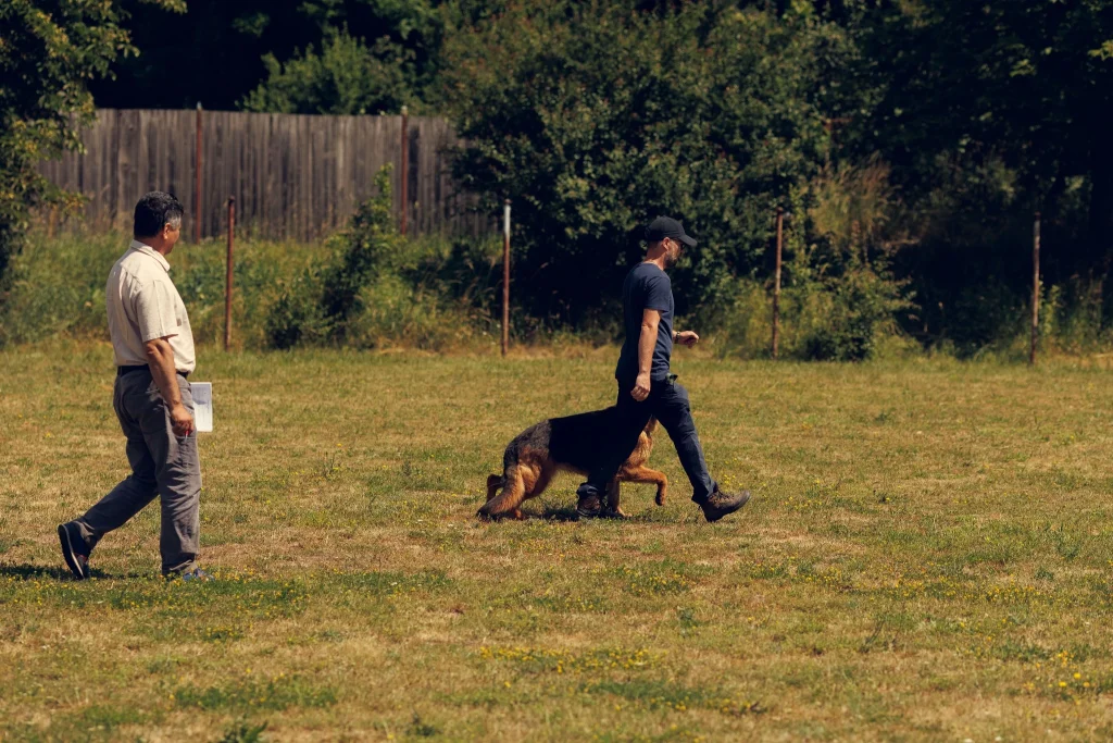 Femela Ciobanesc German la examenul BH Covasna