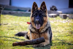 Otto, mascul ciobanesc german din canisa noastra, Casa di Arancina
