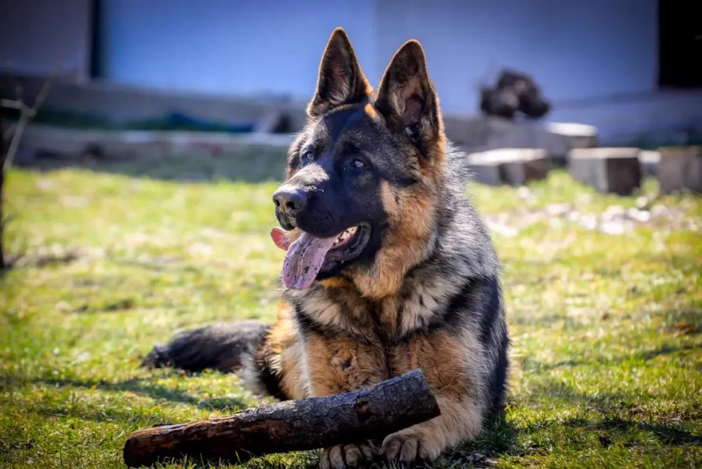 ciobanesc german in varsta de 8 luni cu o bucata de lemn