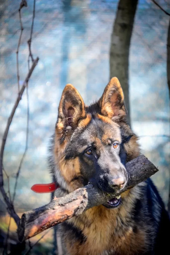 pui ciobanesc german din Casa di Arancina in varsta de 8 luni aporta un lemn