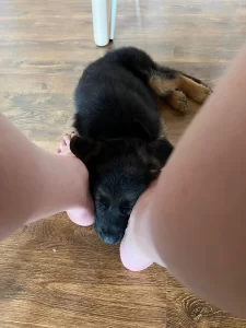 pui ciobanesc german sub masa