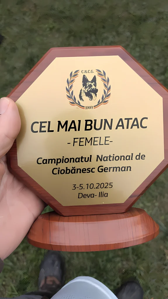 Ciobănesc German în Campionatul Național 2025 - Cel mai bun atac la femele