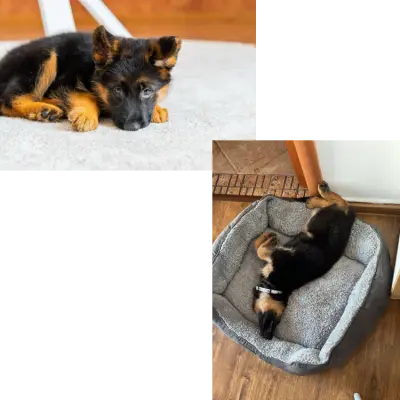 Cățeluși Ciobănesc German jucăuși relaxându-se la Casa di Arancina