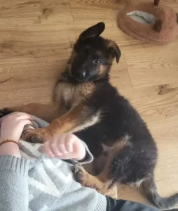 haldo casa di arancina